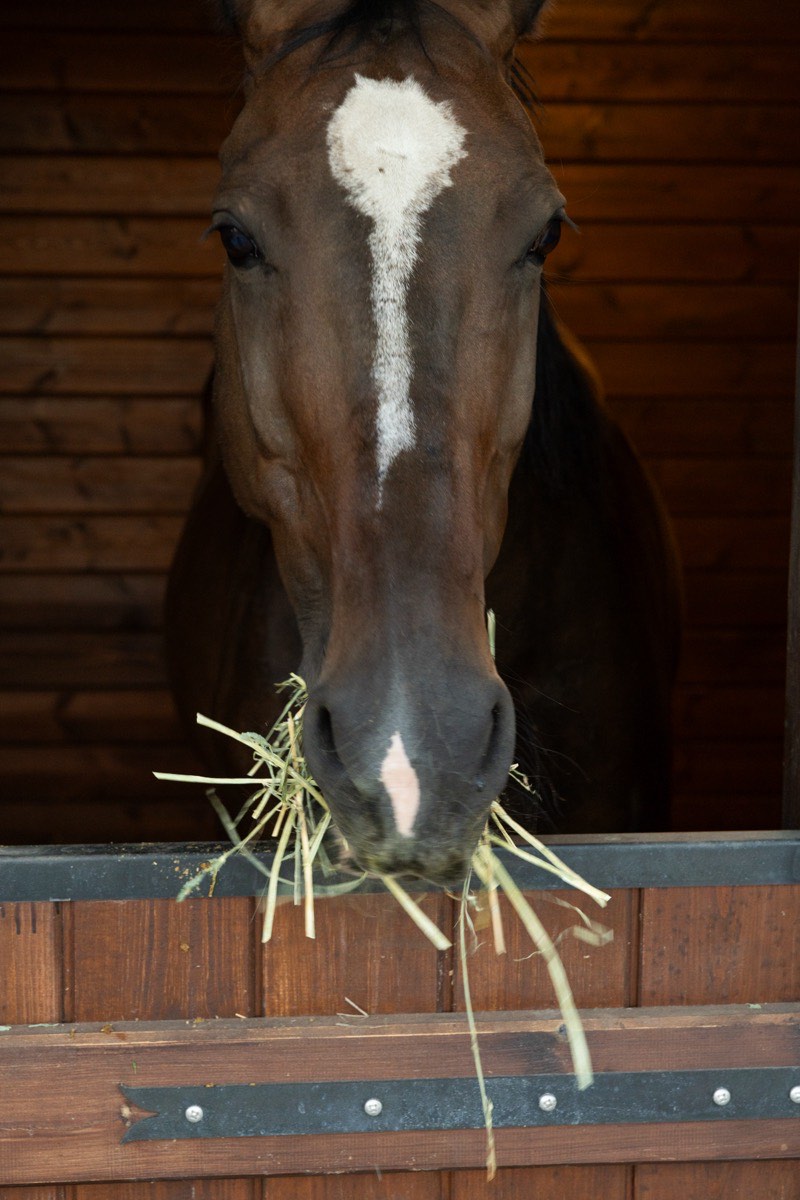 A horse at the stable door chewing hay