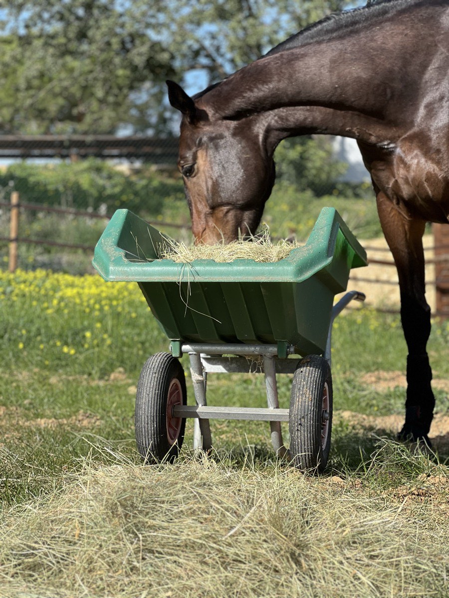 A horse eating hay from a wheelbarrow in a paddock