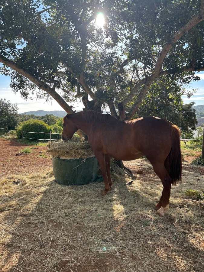 A chestnut horse eating hay under a tree