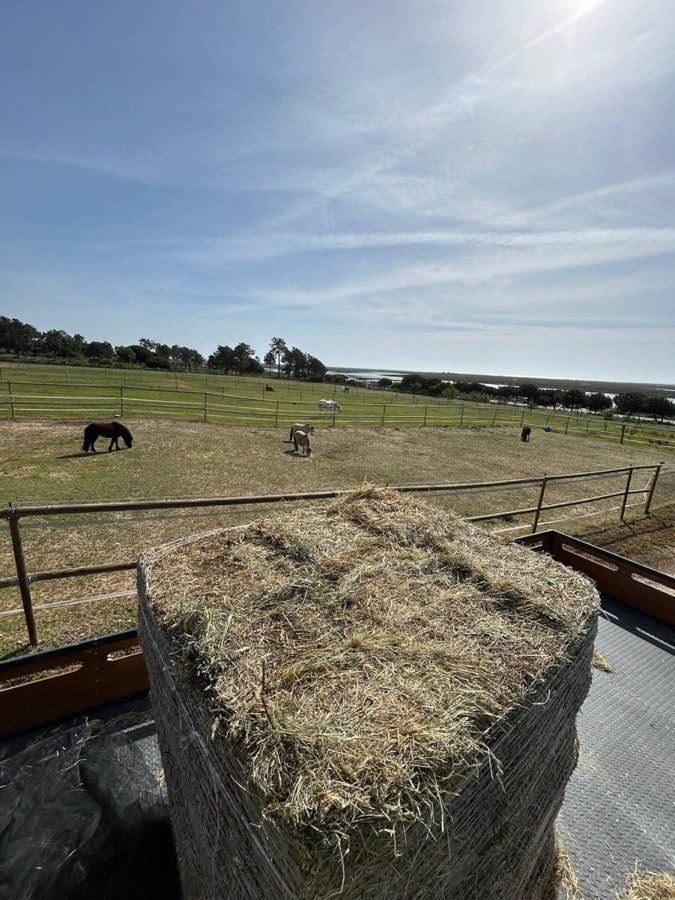 A bale of hay on the truck above ponies in a paddock
