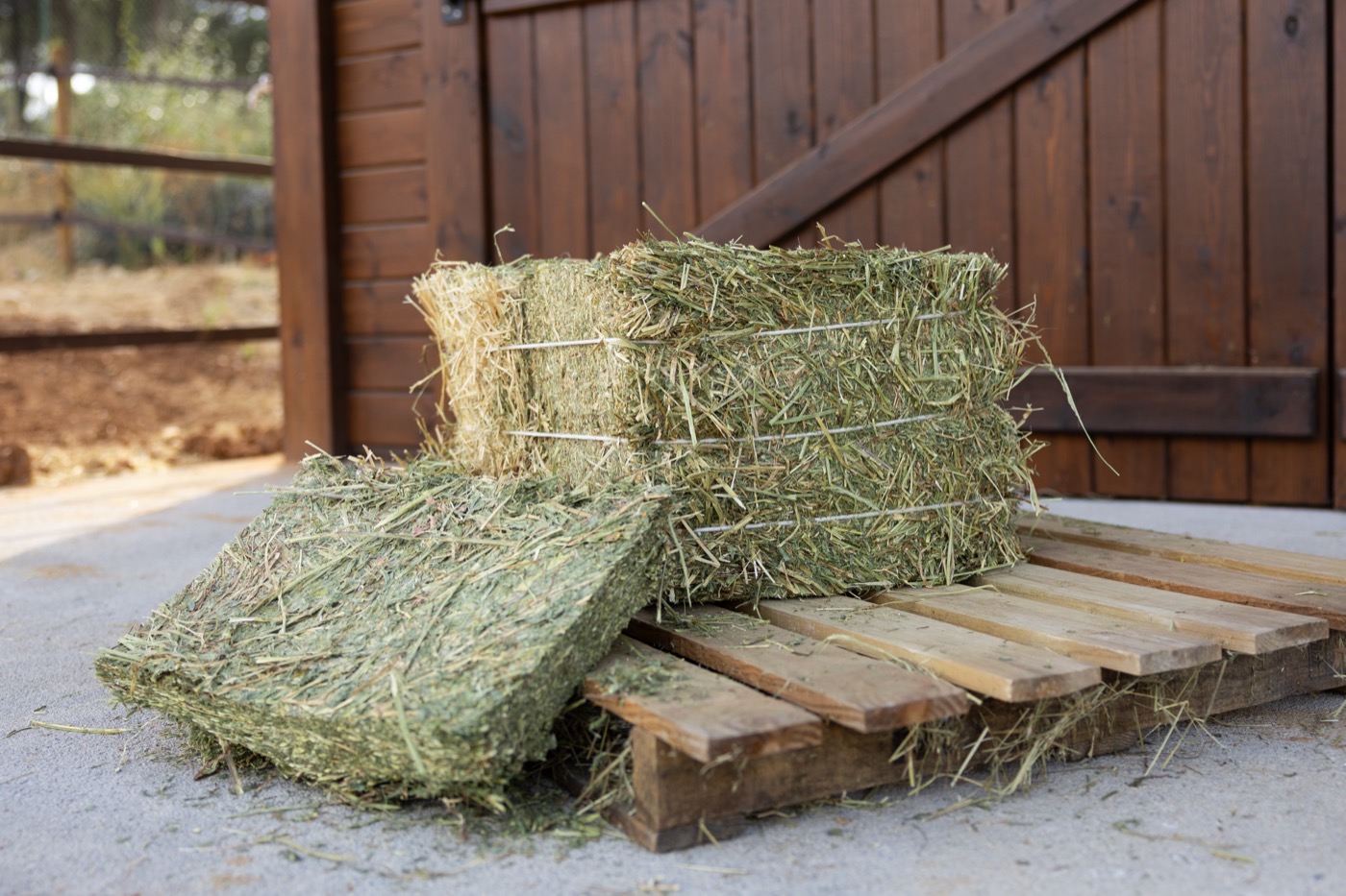 Una paca abierta de alfalfa francesa Prime Hay