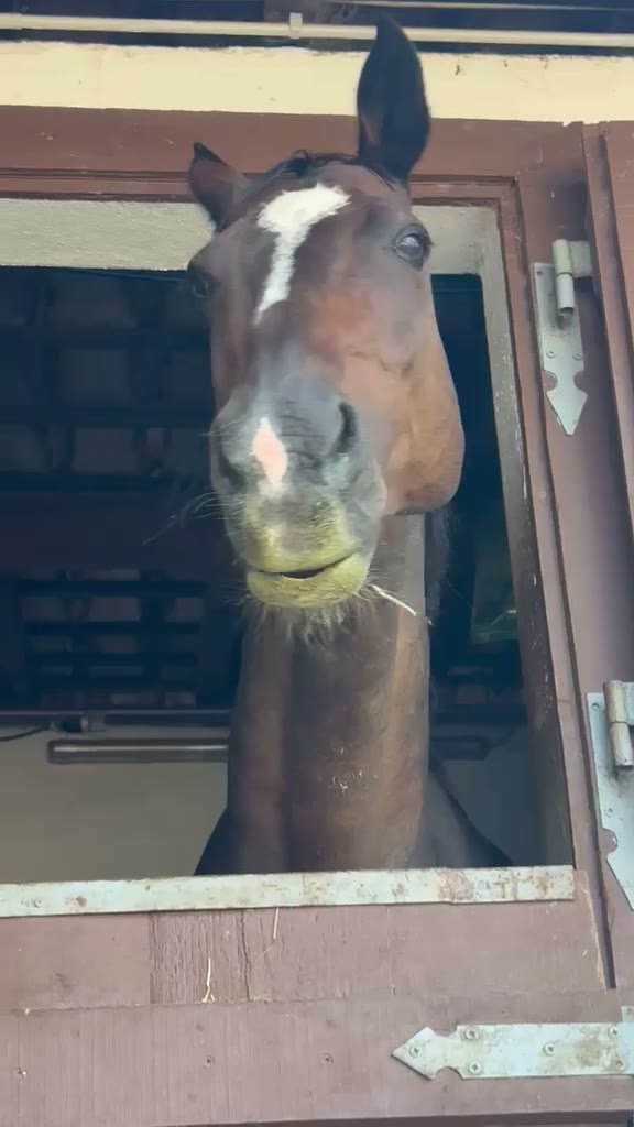 Beau asomada a su box con los labios verdes de alfalfa
