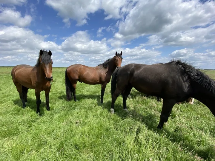 Horses grazing together in a field