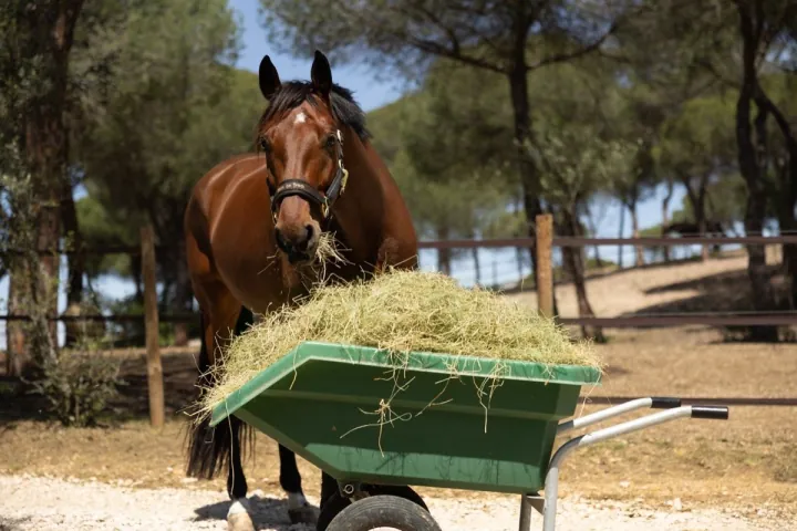 Horse eating hay from a wheelbarrow