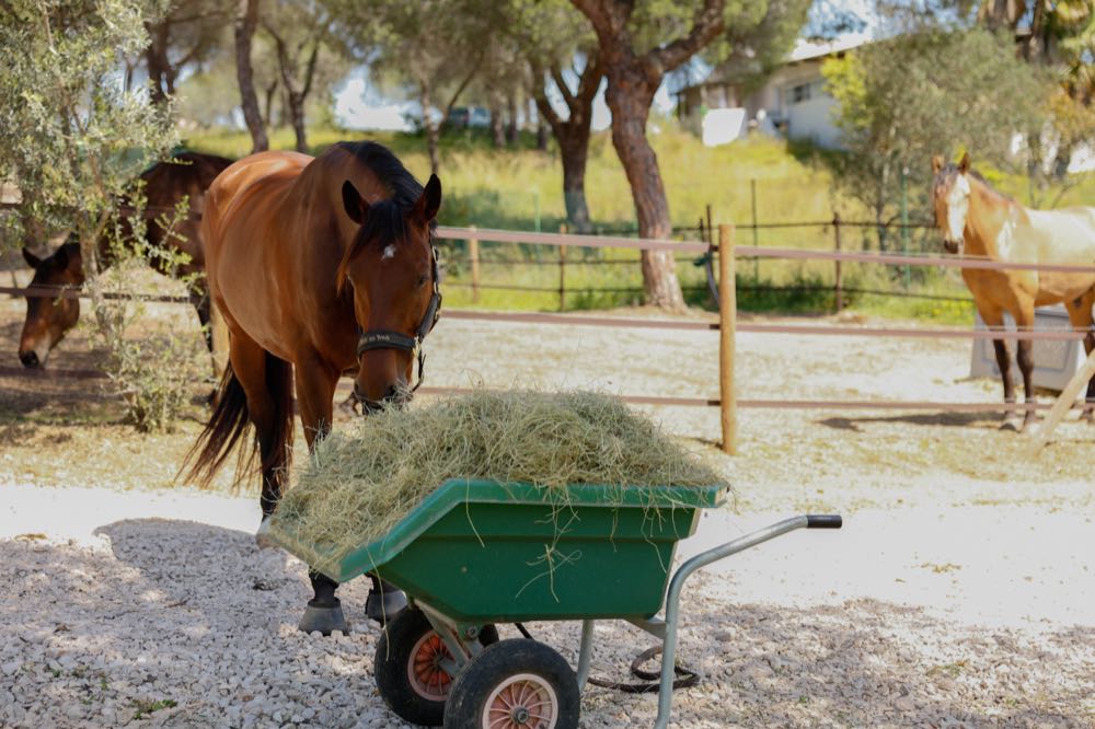 A horse eating French hay from a wheelbarrow