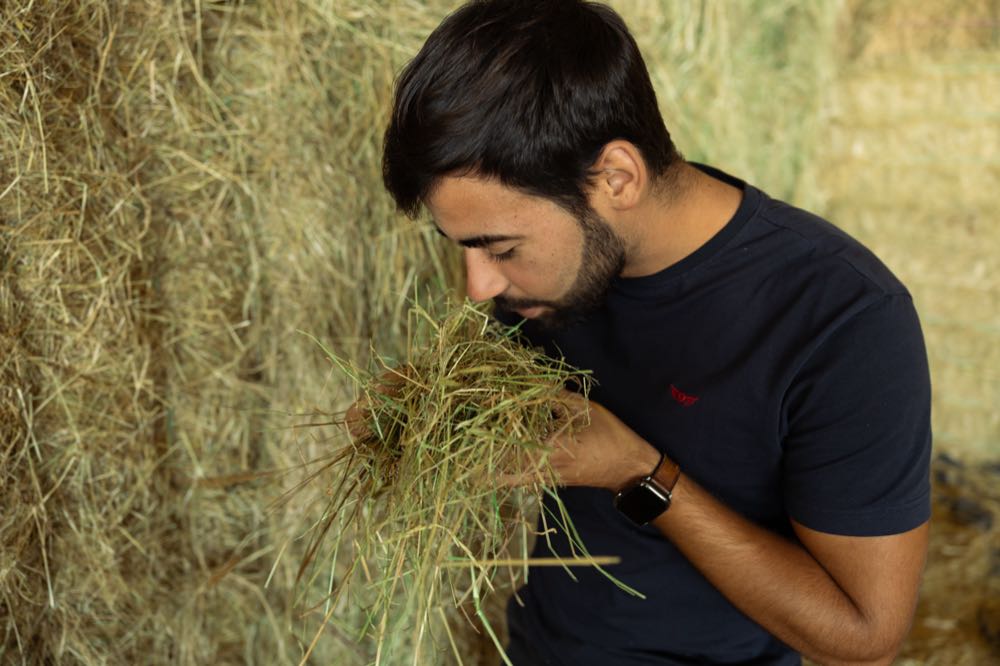 Checking the smell and structure of French hay