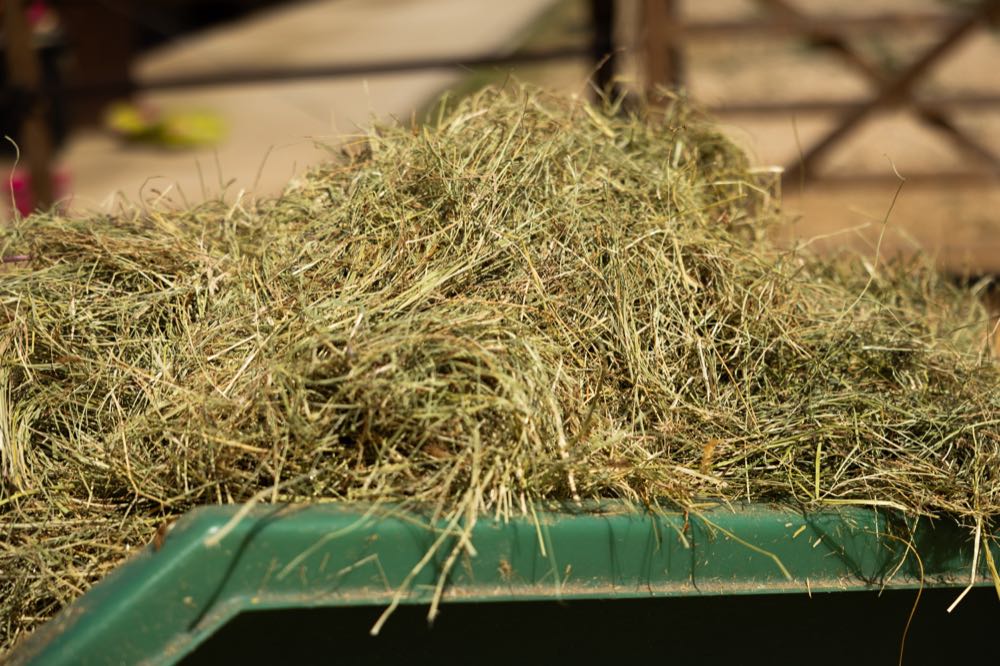 Close-up of sun-dried French meadow hay