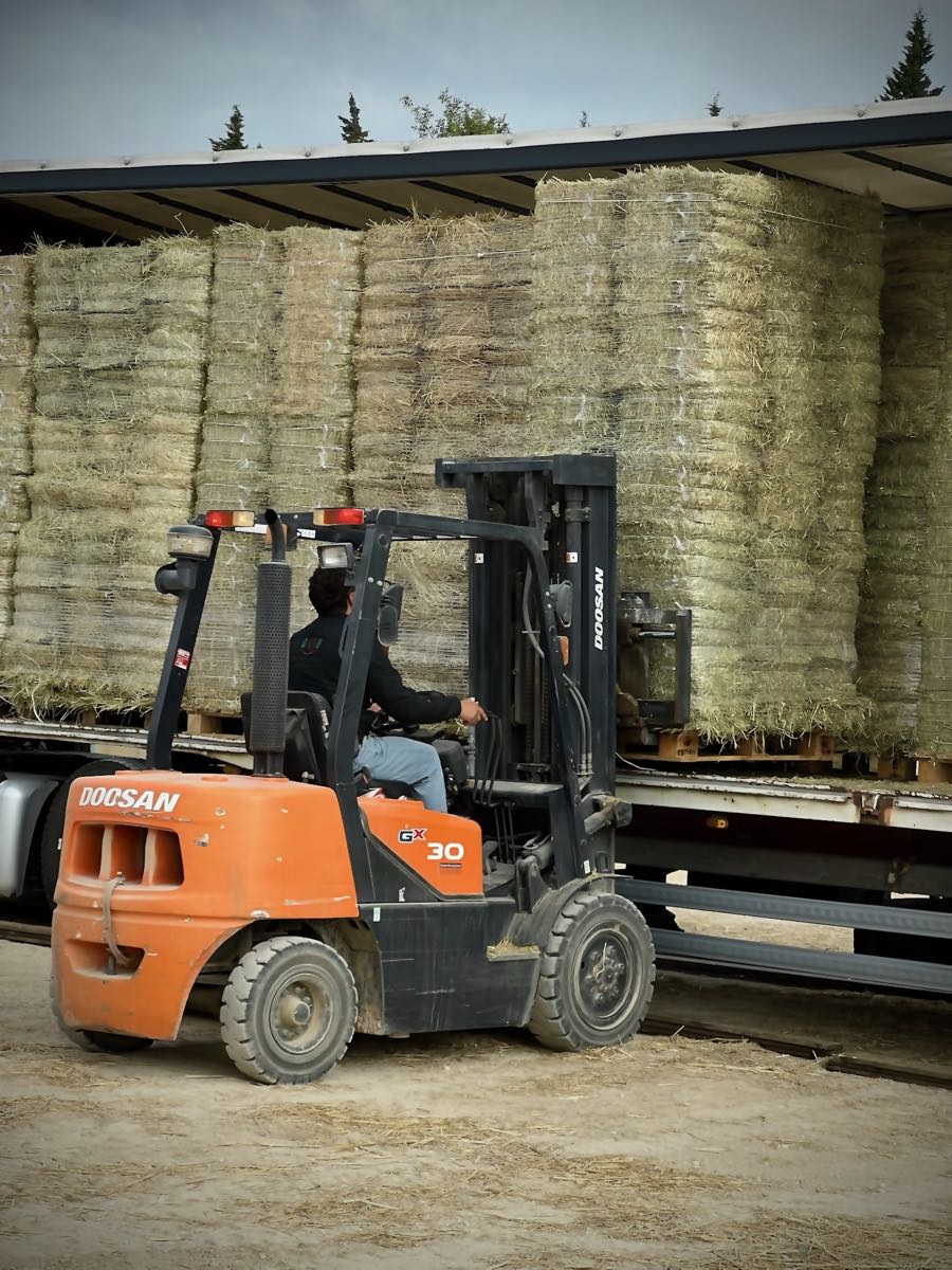A full truck of French hay being loaded
