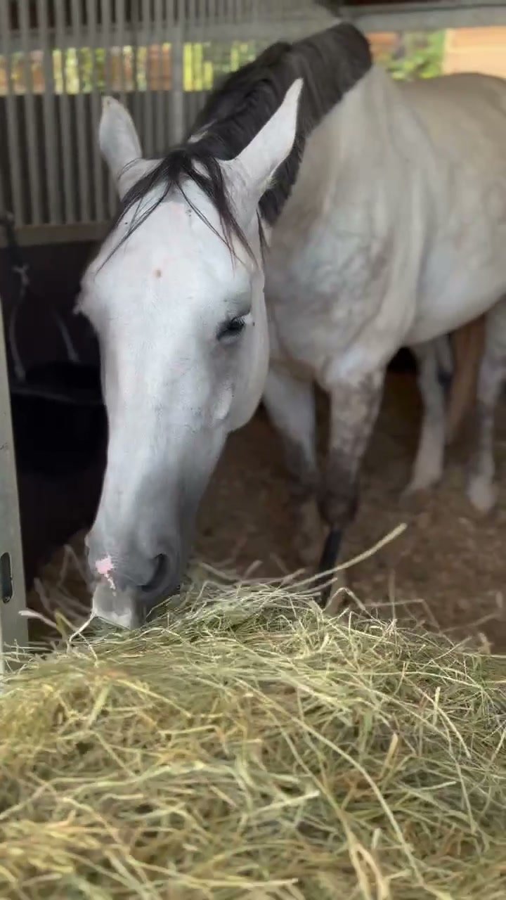 A grey horse eating hay in the stable