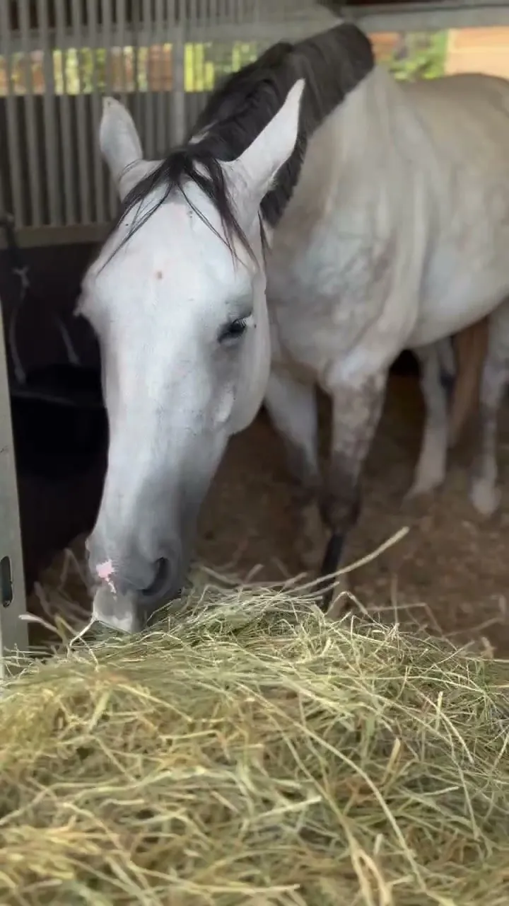 A horse chewing steadily through a fresh pile of hay