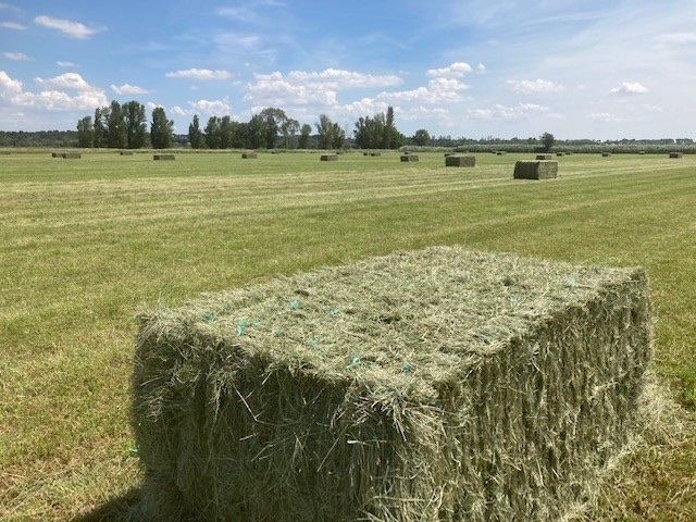 First-cut French meadow hay bales awaiting collection in the field