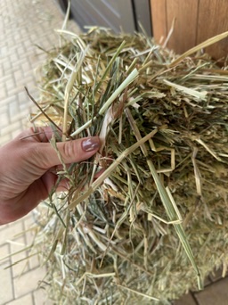 A handful of local Portuguese hay