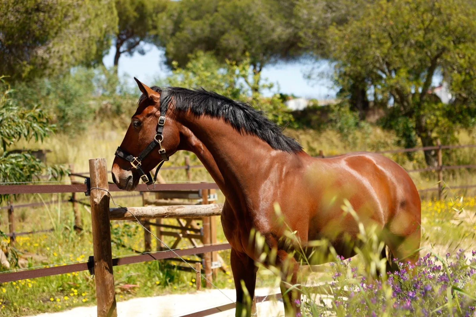 Maxim resting his head over the paddock fence