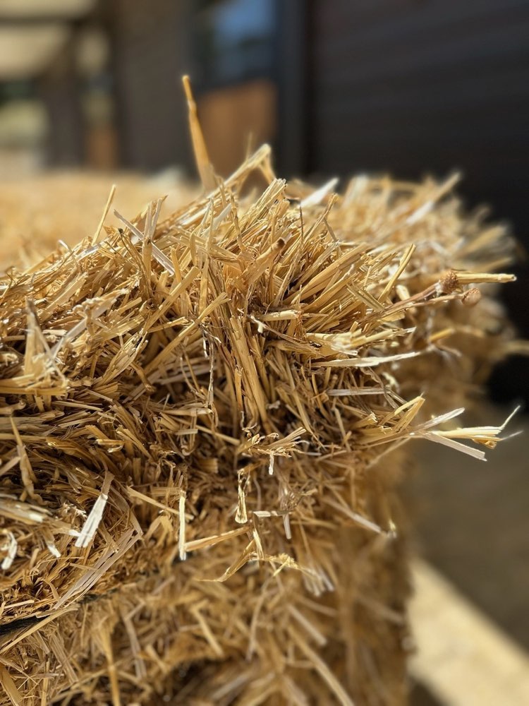 Close-up of golden wheat straw