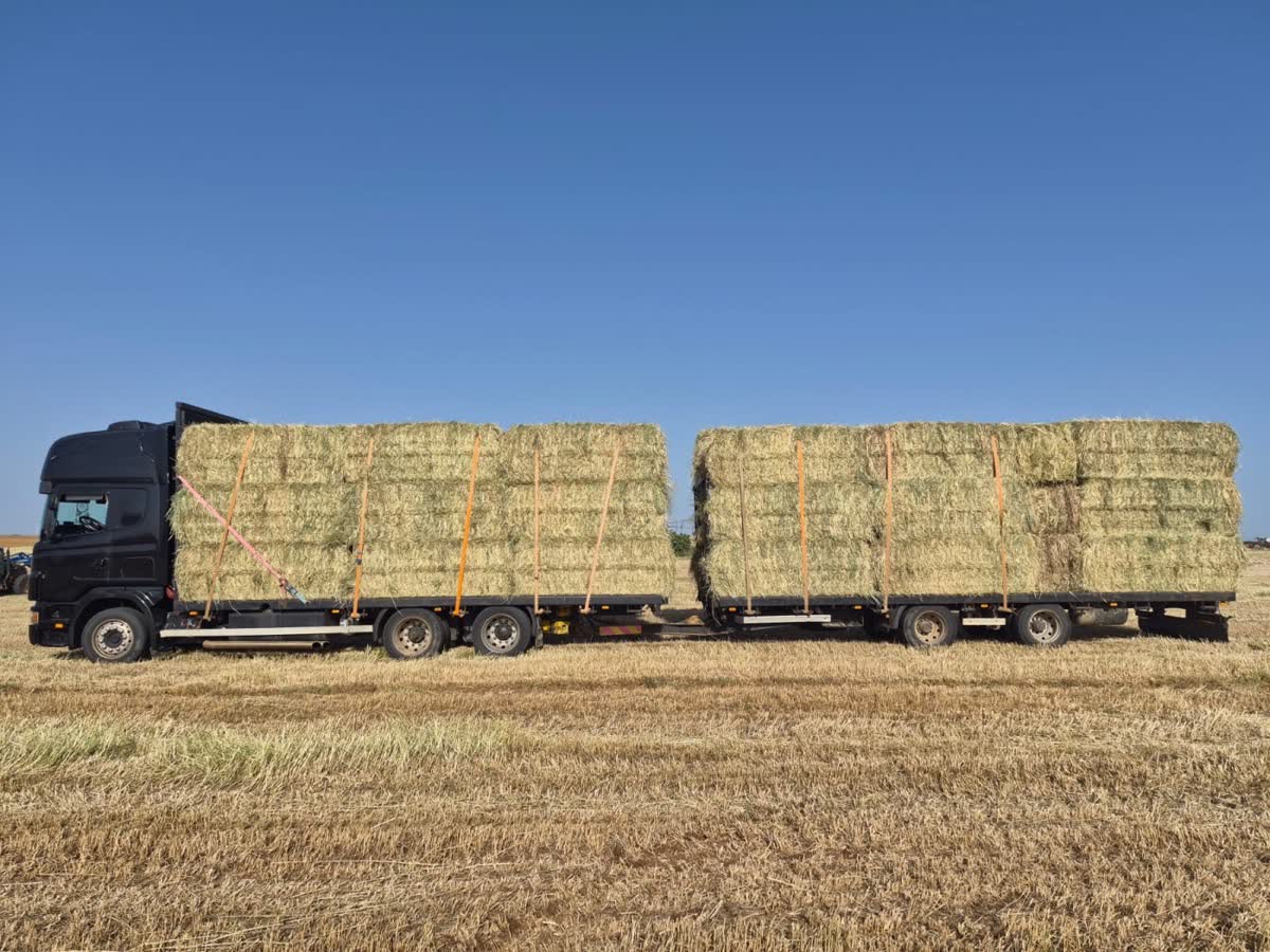 A truck and trailer fully loaded with double-compressed hay bales in a harvested field