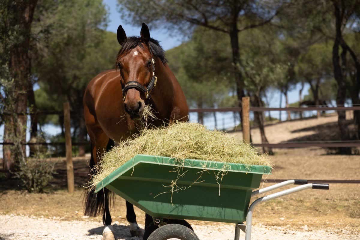 A bay horse eating hay from a green wheelbarrow