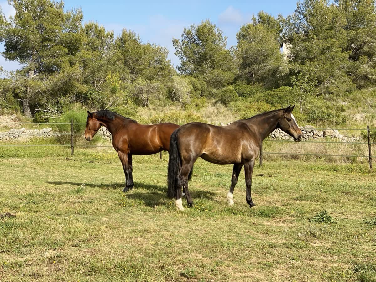 Two horses grazing in a sunny Portuguese meadow