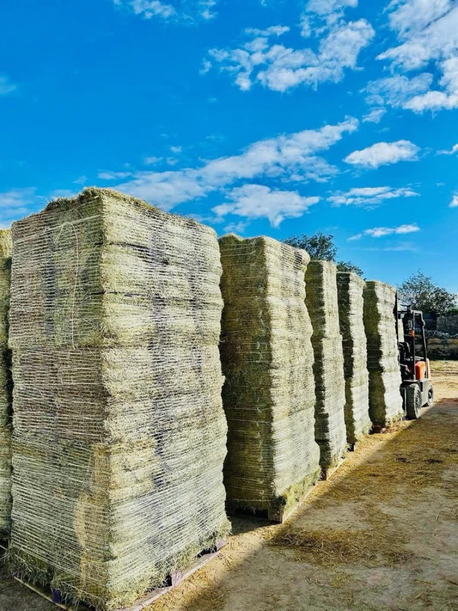 Pallets of double-compressed hay stacked at the Prime Hay depot